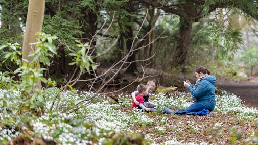 A family sitting by the winter snowdrops taking photographs